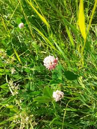 Attēlu rezultāti vaicājumam “Trifolium hybridum flower”
