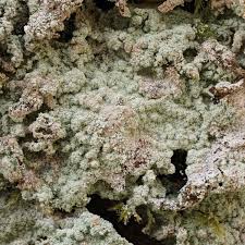 Attēlu rezultāti vaicājumam “Lepraria”