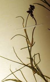 Attēlu rezultāti vaicājumam “Potamogeton rutilus”