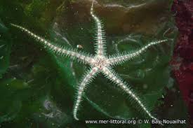 Attēlu rezultāti vaicājumam “Comatricha fragilis”