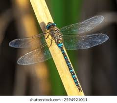 Attēlu rezultāti vaicājumam “Aeshna mixta”