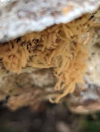 Attēlu rezultāti vaicājumam “Heterotrichia obvelata (syn. Arcyria obvelata) young”