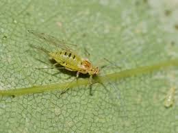 Attēlu rezultāti vaicājumam “Drepanosiphum platanoidis”