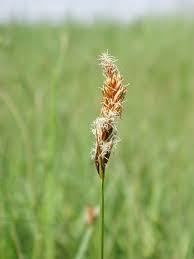 Attēlu rezultāti vaicājumam “Carex disticha”