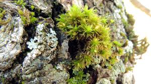 Attēlu rezultāti vaicājumam “Orthotrichum patens”