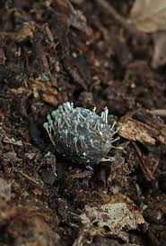 Attēlu rezultāti vaicājumam “Penicillium vulpinum”