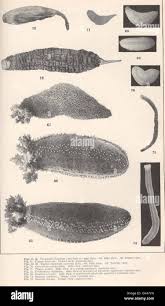 Image result for Cucumaria frondosa