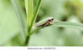 Attēlu rezultāti vaicājumam “Macrosteles sp. imago”