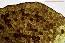 Attēlu rezultāti vaicājumam “Frullania fragilifolia”