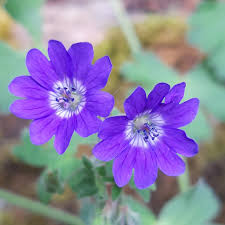 Attēlu rezultāti vaicājumam “Geranium pyrenaicum flower”