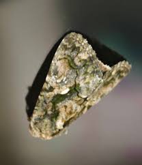 Attēlu rezultāti vaicājumam “Anaplectoides prasina”