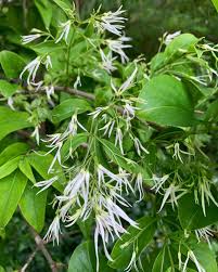 Attēlu rezultāti vaicājumam “Chionanthus virginicus flower”