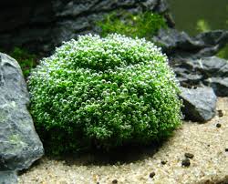 Attēlu rezultāti vaicājumam “Riccia”