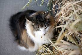 猫次郎o에 대한 이미지 검색결과