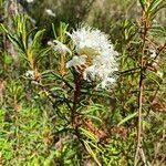 Attēlu rezultāti vaicājumam “Ledum palustre flower”