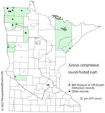 Attēlu rezultāti vaicājumam “Juncus compressus fruit”