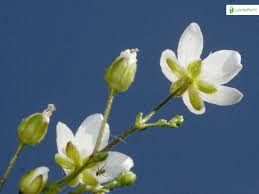 Attēlu rezultāti vaicājumam “Sagina nodosa leaf”