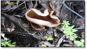 Attēlu rezultāti vaicājumam “Peziza repanda”