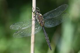 Attēlu rezultāti vaicājumam “Somatochlora flavomaculata”