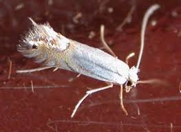 Attēlu rezultāti vaicājumam “Gracillariidae”