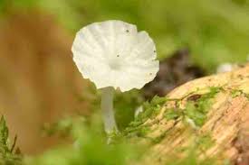 Attēlu rezultāti vaicājumam “Delicatula integrella”