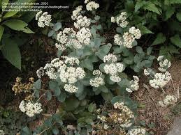 Attēlu rezultāti vaicājumam “Hylotelephium maximum”