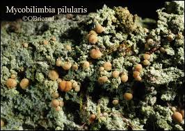 Attēlu rezultāti vaicājumam “Biatora sphaeroides”