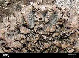 Attēlu rezultāti vaicājumam “Dermatocarpon miniatum”