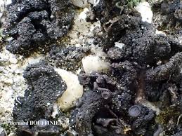 Attēlu rezultāti vaicājumam “Collema flaccidum”