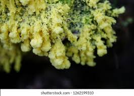 Attēlu rezultāti vaicājumam “Fuligo luteonitens macro”