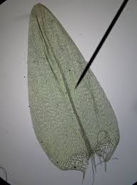 Attēlu rezultāti vaicājumam “Calliergon cordifolium”