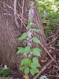 Image result for Campanula americana