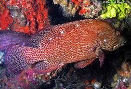 Image result for Cephalopholis cruentata