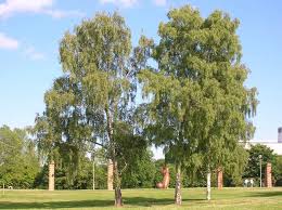 Attēlu rezultāti vaicājumam “Betula pendula”