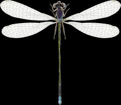 Attēlu rezultāti vaicājumam “Nehalennia speciosa”