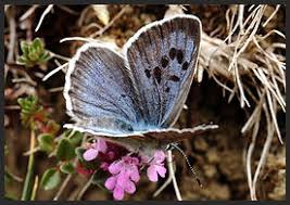 Attēlu rezultāti vaicājumam “Phengaris arion upperside”
