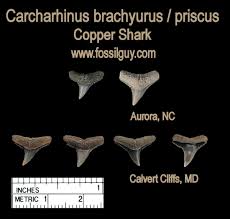 Image result for Carcharhinus brachyurus