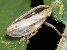 Attēlu rezultāti vaicājumam “Aphrophoridae nymph”