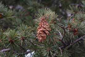 Attēlu rezultāti vaicājumam “Pseudotsuga menziesii var. glauca”