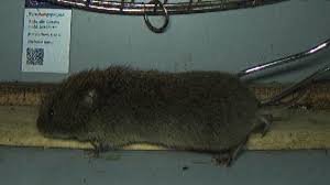 Attēlu rezultāti vaicājumam “Microtus agrestis”