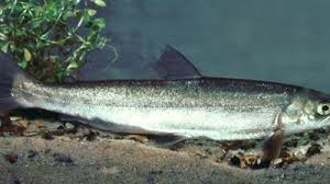 Image result for Salvelinus alpinus
