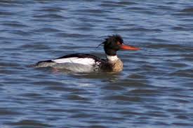Attēlu rezultāti vaicājumam “Mergus serrator”
