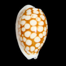 Attēlu rezultāti vaicājumam “Cribraria argillacea sessile”