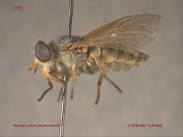 Attēlu rezultāti vaicājumam “Tabanidae”