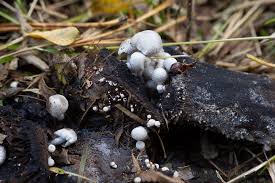 Attēlu rezultāti vaicājumam “Asterophora lycoperdoides”