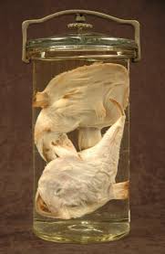 Image result for Lophius americanus