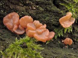 Attēlu rezultāti vaicājumam “Craterocolla cerasi”