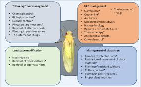 Attēlu rezultāti vaicājumam “Trioza dispar nymph”