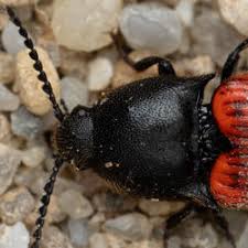 Attēlu rezultāti vaicājumam “Ampedus sp.”