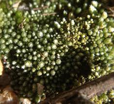 Attēlu rezultāti vaicājumam “Bryum funkii macro”
